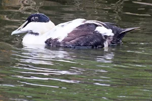 Faeröer Eider
