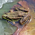 Marsh Frog