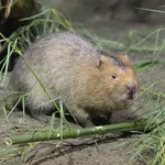 Indomalayan Bamboo Rat