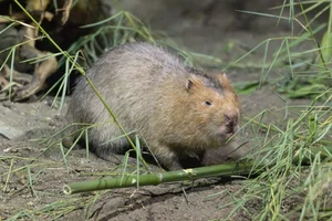 Sumatraanse Bamboerat