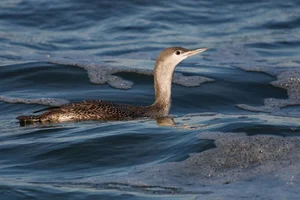 Roodkeelduiker