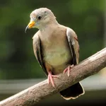 Croaking Ground Dove