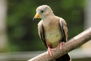 Peruaanse Steenduif