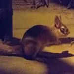 East African Spring Hare