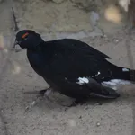 Black Grouse