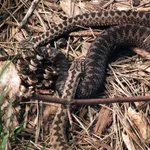 Adder