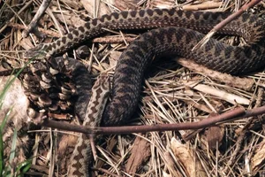 Europese adder