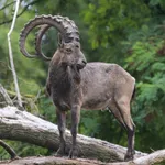 Siberian Ibex