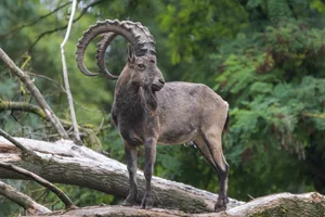 Siberische Steenbok