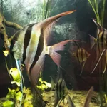 Angel Fish