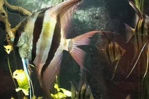 Angel Fish