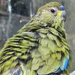 Elegant Parrot