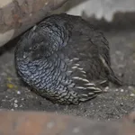 Scaled Quail
