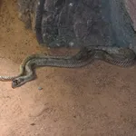 Western Beaked Snake