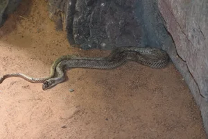 Rufous beaked snake