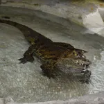 Common Caiman