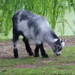 Feral Goat