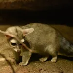 Ringtail