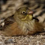 Ortolan Bunting
