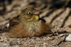 Ortolaan