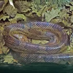 Eastern Corn Snake