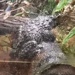 Tonkin Bug-eyed Frog