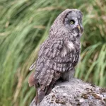 Eurasian Great Gray Owl