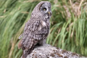 Laplanduil
