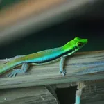 Blauer Bambustaggecko