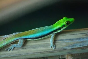 Blauer Bambustaggecko
