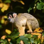Bolivian Squirrel Monkey