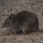 Long-nosed Potoroo