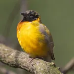 Black-headed Weaver