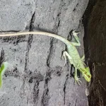 Julio’s Casquehead Iguana