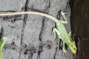Julio’s Casquehead Iguana