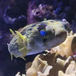 Long-spine Porcupinefish