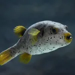 Blackspotted Puffer