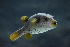 Blackspotted Puffer