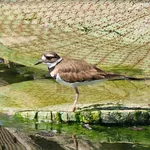 Killdeer