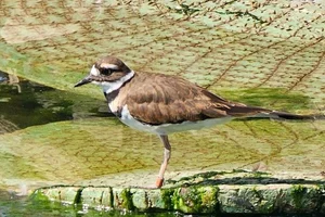 Killdeerplevier