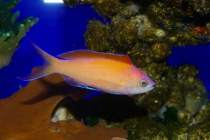 Peach Fairy Basslet