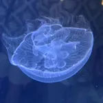 Aurelia malayensis Lawley, Gamero-Mora, Maronna, Chiaverano, Stampar, Hopcroft, Collins & Morandini, 2021