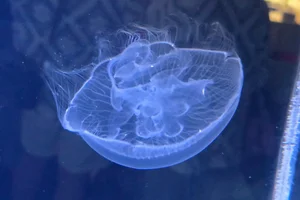 Aurelia malayensis