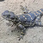 Roughtail Rock Agama
