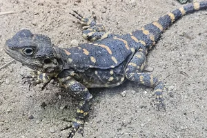 Roughtail Rock Agama