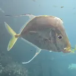 Atlantic Lookdown