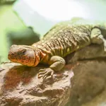 Ocellated Spinytail