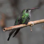 Cuban Emerald