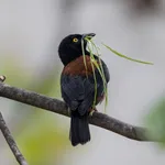 Chestnut-and-black Weaver