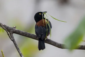 Chestnut-and-black Weaver